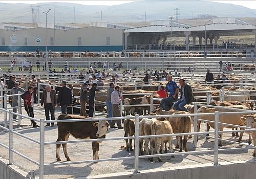Ardahan Haberi: Önlem amaçlı kapatılan Ardahan hayvan pazarları 28.04.2023 tarihinde açılıyor.