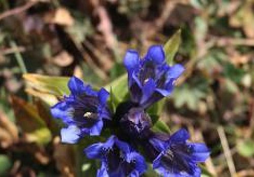 Ardahan Haberi: Posof Ilgar Dağı'nda mor çiçekler açtı