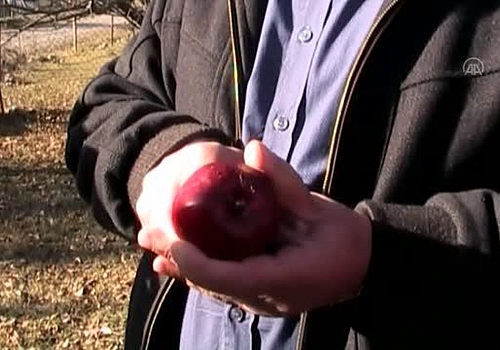 Ardahan Haberi: Posof ta Coğrafi işaretli içi kırmızı elma hasat ediliyor