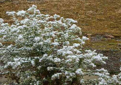Ardahan Haberi: Posof ta yüksek kesimlere mevsimin ilk karı yağdı.