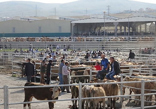 Ardahan Hayvan Pazarı’nda Yeni Dönem: Kurallar Değişti!
