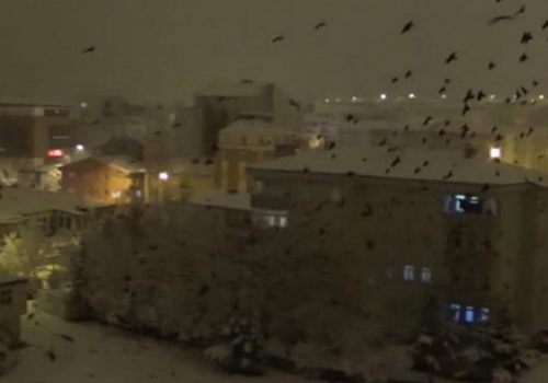 Ardahan'ı istila eden kargalar bu kez gece ortaya çıktı
