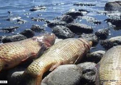 Ardahan il sınırları içerisinde yer alan göl, gölet, akarsu ve kollarında su ürünleri yasağı başladı 