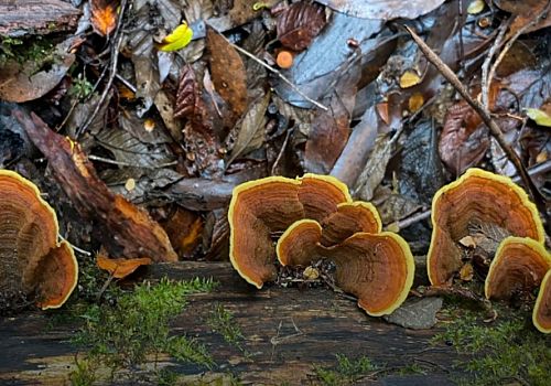 Ardahan'ın Çamlıçatak Ormanları'nda nadir bulunan Reishi Mantarı tespit edildi