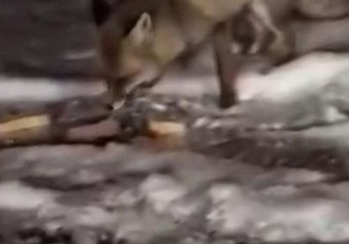 Ardahan’ın Posof İlçesinde Aç Kalan Tilkiler Yerleşim Yerine İndi