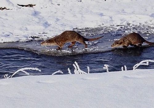Ardahan’ın Taşlıdere köyünde nesli tükenmekte olan su samuru, görüntülendi