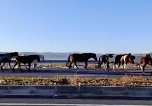 Ardahan‘ın yılki atları Ardahan- Kars karayolu üzerinde görsel şölen oluşturdu 
