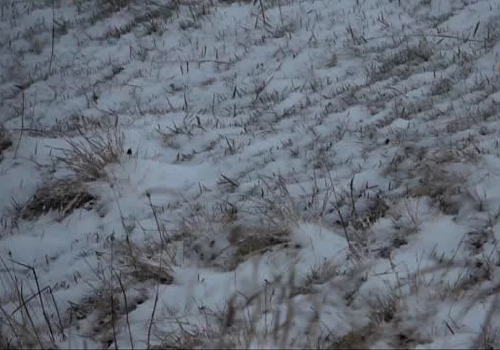 Ardahan'ın yüksek kesimlerinde kar yağışı ve sis etkili oldu