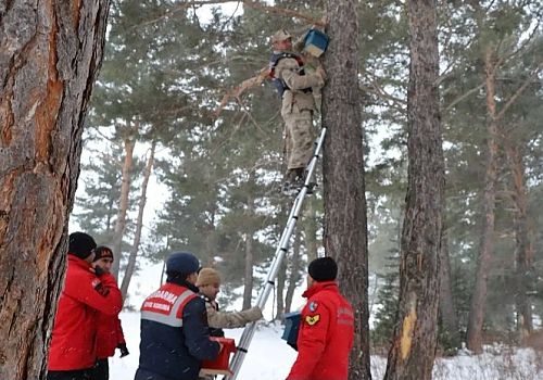 Ardahan Jandarma kuşlar için hazırlanan özel yuvaları ormanlık alanda ağaçlara astı