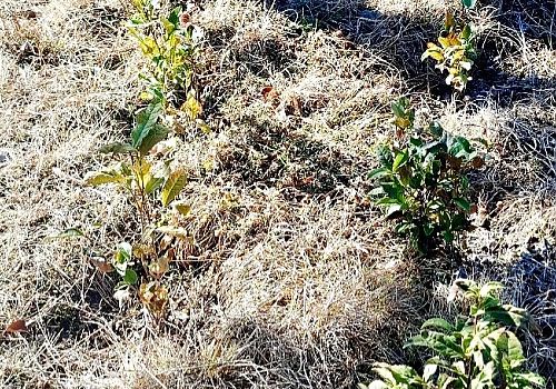 Ardahan Kent Konseyi Başkanı Yavuz Morkoç, Hanak’taki çay denemeleri hakkında bilgi verdi