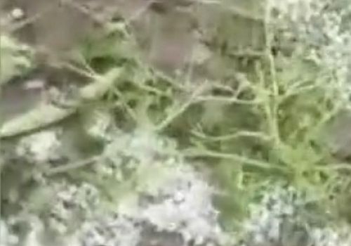 Ardahan kent merkezi yağan doluyla  beyaza büründü.