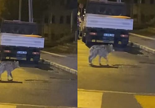 Ardahan Kongre Caddesi’nde Gizemli Misafir: Gece Yarısı 'Sessiz' Alarm!