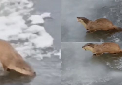 Ardahan Kura Nehri’nde Su Samuru Görüntülendi: Doğal Yaşamdan Sevindiren Kareler