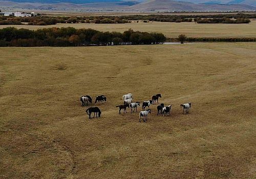 Ardahan Meralarında Yılkı Atlarının Eşsiz Yolculuğu Dron ile Görüntülendi