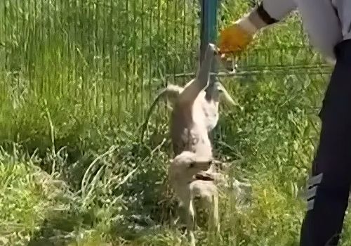 Ardahan Millet Bahçesi’nde tilki kurtarma operasyonu