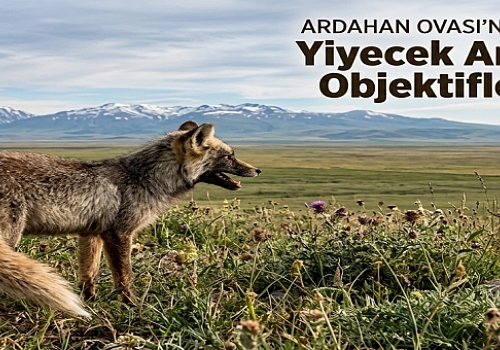 Ardahan Ovası’nda Yaban Hayatı: Yiyecek Arayan Tilki Objektiflere Takıldı