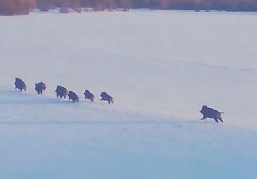 Ardahan ovasında ormanlık alana giderken sürü halinde Donuz görüntülendi