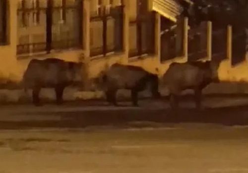 Ardahan şehir merkezinde bulunan KYK  öğrenci yurdu bahçesinde domuz sürüsü görüntülendi