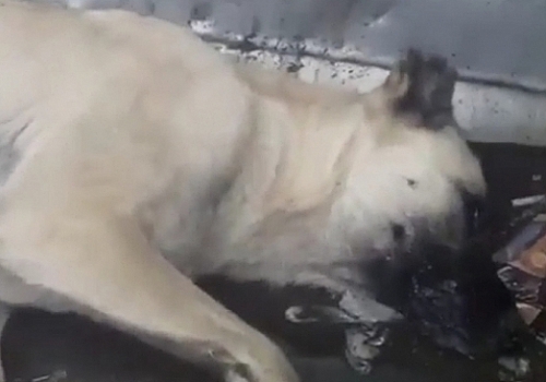 Ardahan Valiliği  Damal'daki köpek ölümleri ne ilişkin soruşturma başlatıldığını açıkladı