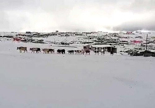 Ardahan ve İlçelerde Kar etkili oldu: Yaylacıların dönüş hazırlıkları erken başladı