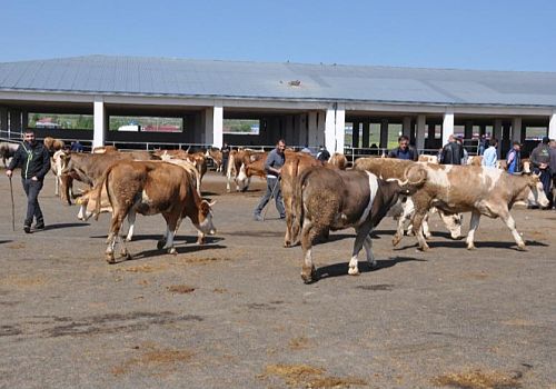 Ardahan ve Kars’ta Dumansız Fabrikası Hayvan Pazarı Pazartesi Günü Açılıyor