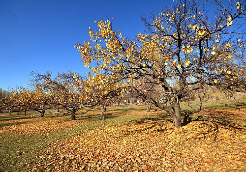 Ardahan ve Kars'taki meyve bahçelerinde sonbahar güzelliği