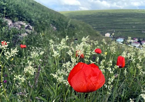 Ardahan Yağmurların ardından zengin bitki örtüsü ve çiçeklerle renklendi.