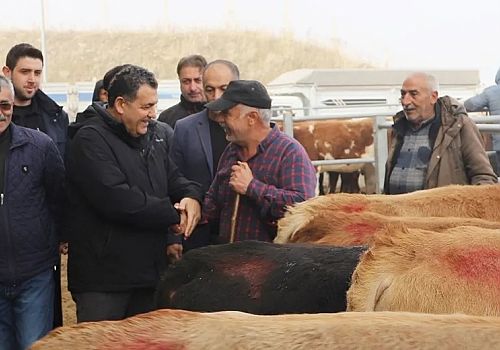 Ardahan yaylalarından pazara: kurbanlıklar görücüye çıktı