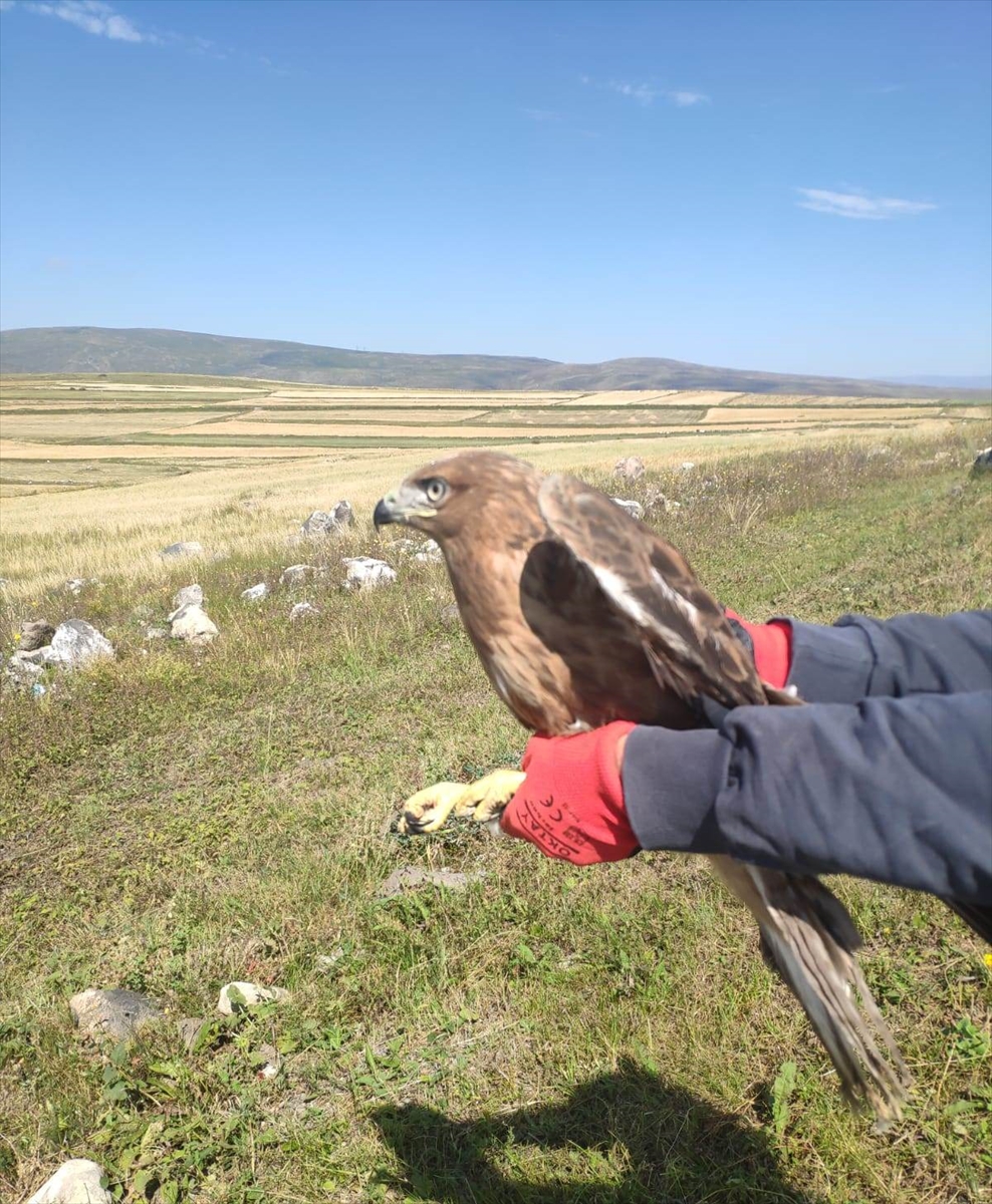 Ardahan'da bulunan yaralı kızıl şahin, tedavisinin ardından doğaya salındı