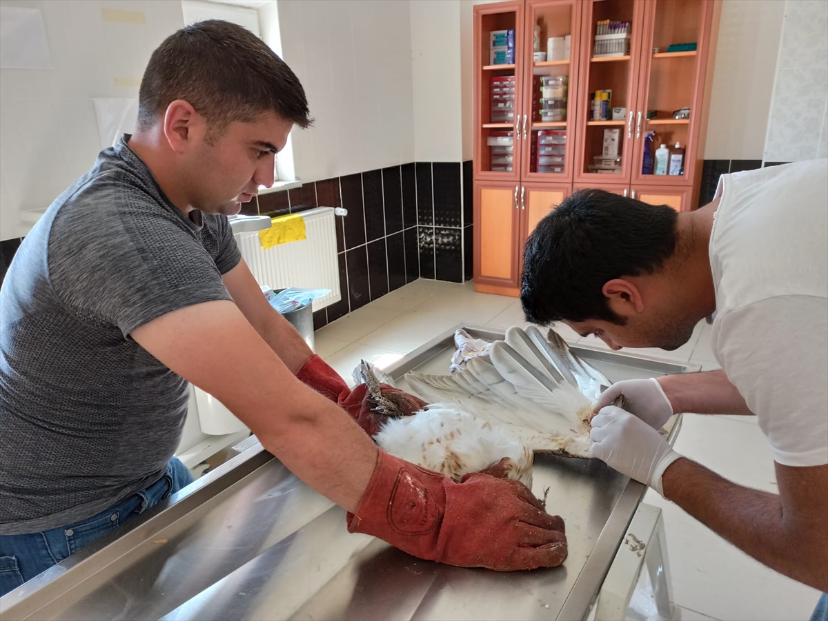 Ardahan'da yaralı bulunan yılan kartalı tedaviye alındı