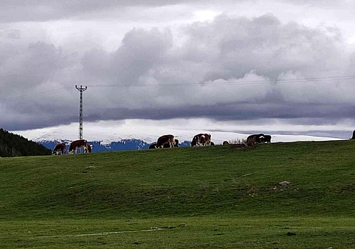 Ardahanlı besiciler, kış sonrası meraya indi 