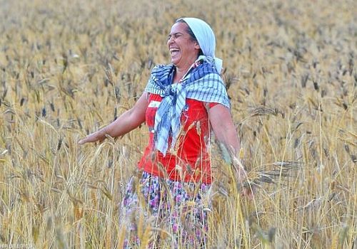 Ardahanlı kadınlar yaklaşık 30 derece sıcakta tarla ve çayırda çalışarak aile bütçelerine katkı sağlıyorlar