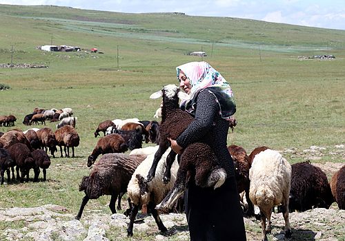Ardahanlı Nargül Avşar, devlet desteğiyle sürüsünü 30'dan 500 hayvana kadar büyütmeyi başardı