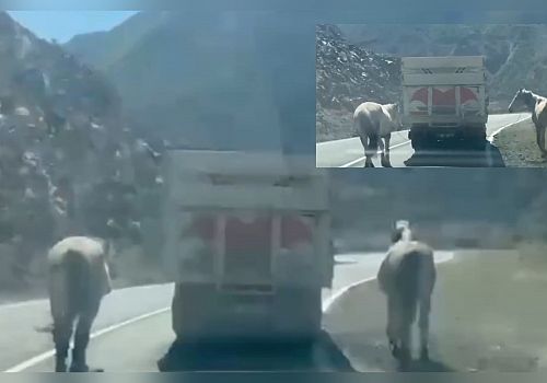 Artvin'de kamyon arkasına bağlanan atlar tepki çekti