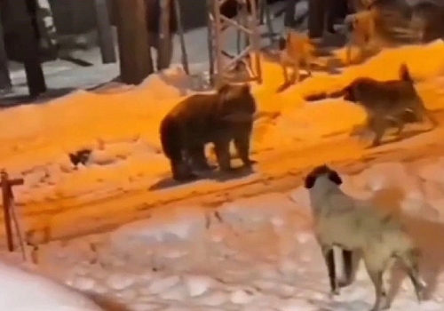 Aşkale Köyüne Ayı İndi, Vatandaşlar Şaşkınlık İçinde!