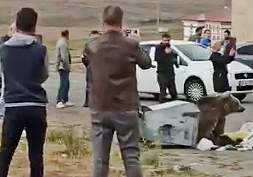 Ayı çöpte yiyecek aradı, çevredekiler o anları görüntülemeye çalıştı
