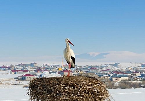 Baharın Müjdecisi Leylekler Ardahan'daki yuvalarına dönmeye başladı.