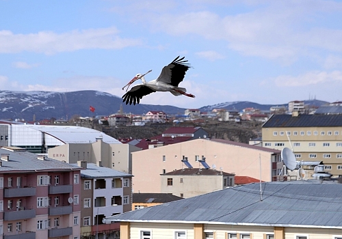 Baharın müjdecisi leylekler Ardahan'ı renklendirdi
