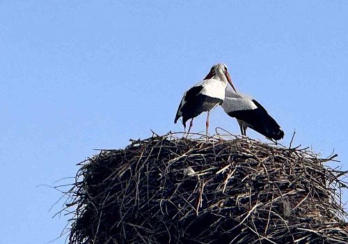 Baharın Sessiz Çığlığı: Ardahan Semalarında Takırtı Sesleri Yükseliyor