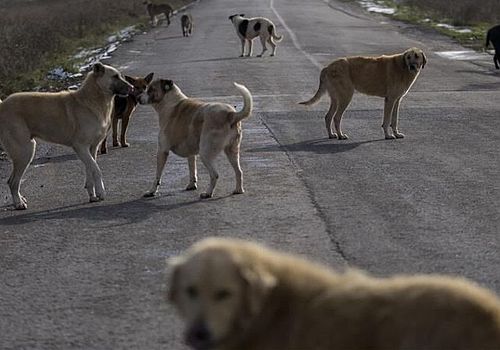 Bakan Yumaklı’dan Sahipsiz Hayvan Verileri: 630 Bin Köpek Toplandı