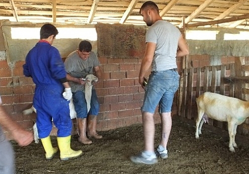 Balıkesir burhaniye'de ağıl yangını, 42 keçi telef oldu