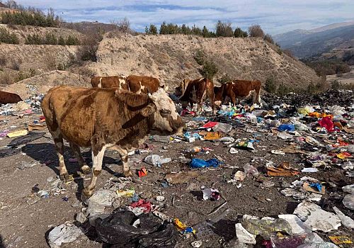 Başıboş İnekler Posof’ta Çöplüğü Beslenme Alanına Çevirdi: Sağlık Riski Artıyor