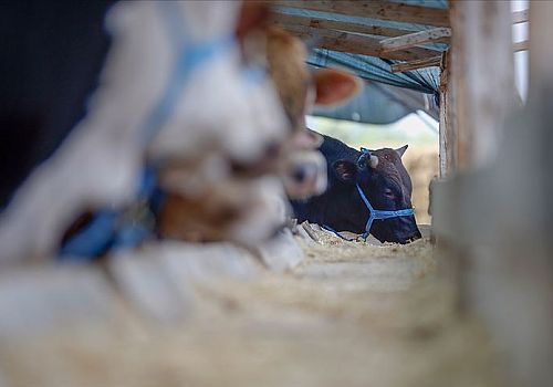 Baydar Ardahan'da 50 milyon liraya yakın destekleme ödemesi yapıldı