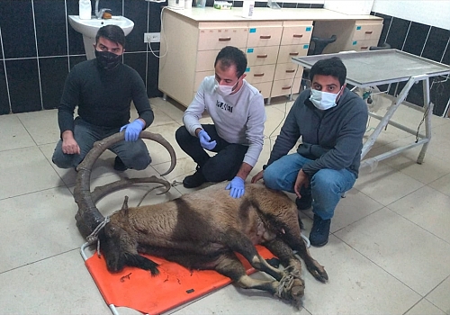 Bingöl'de ayağı kırık halde bulunan yaban keçisi, Erzurum'da tedaviye alındı
