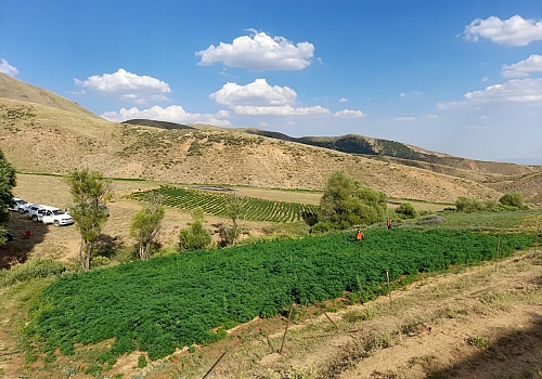 Bingöl'de Eren-4 Narkoterör Operasyonu'nda 15 milyon 217 bin kök kenevir ele geçirildi