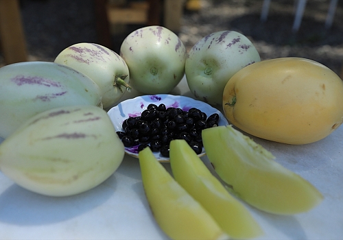 Bingöl'de Kovid-19 salgınında satın aldığı tarlayı tropikal meyve bahçesine çevirdi