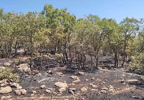 Bingöl'de ormanlık alanda çıkan yangın söndürüldü