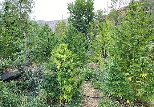 Bingöl'de uyuşturucu operasyonu