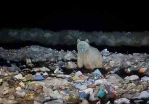 Boz ayılar çöplükte beslenirken kameralara yansıdı.