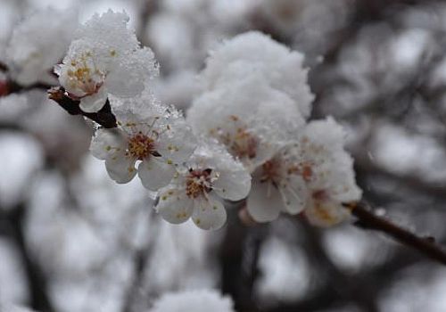 Bugün ve yarın gece saatlerinden itibaren zirai don bekleniyor.